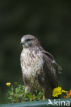 Common Buzzard (Buteo buteo)