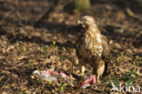 Common Buzzard (Buteo buteo)