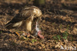 Buizerd (Buteo buteo)