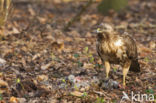 Common Buzzard (Buteo buteo)