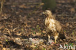 Common Buzzard (Buteo buteo)