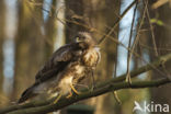 Common Buzzard (Buteo buteo)