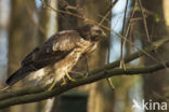 Common Buzzard (Buteo buteo)