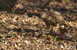 Buizerd (Buteo buteo)