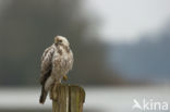 Common Buzzard (Buteo buteo)