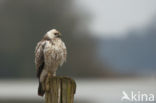 Common Buzzard (Buteo buteo)