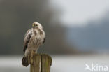 Buizerd (Buteo buteo)