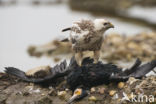 Common Buzzard (Buteo buteo)