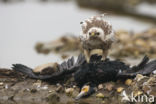 Common Buzzard (Buteo buteo)