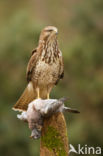 Common Buzzard (Buteo buteo)