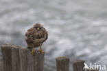 Common Buzzard (Buteo buteo)