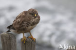 Common Buzzard (Buteo buteo)