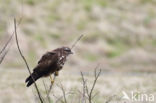 Common Buzzard (Buteo buteo)