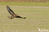 Common Buzzard (Buteo buteo)