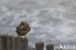 Common Buzzard (Buteo buteo)