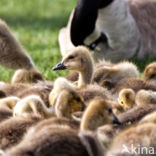 Canadese Gans (Branta canadensis)