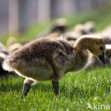 Canada Goose (Branta canadensis)