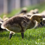 Canadese Gans (Branta canadensis)