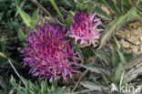 Distaff thistle (Carduncellus mitissimus)