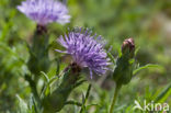 Distaff thistle (Carduncellus mitissimus)