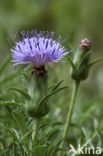 Distaff thistle (Carduncellus mitissimus)