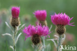 Centaurea uniflora