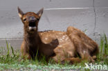 Wapiti (Cervus canadensis)