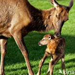 Wapiti (Cervus canadensis)