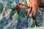 Wapiti (Cervus canadensis)