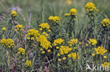 Cypress Spurge (Euphorbia cyparissias)