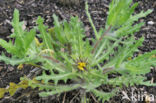 blessed thistle (Cnicus benedictus)