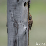 Northern flicker (Colaptes auratus)