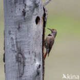 Northern flicker (Colaptes auratus)