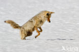 Coyote (Canis latrans)