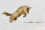 Coyote (Canis latrans)