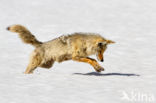 Coyote (Canis latrans)