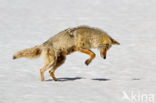 Coyote (Canis latrans)