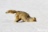 Coyote (Canis latrans)