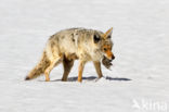 Coyote (Canis latrans)