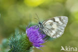 Dambordje (Melanargia galathea)