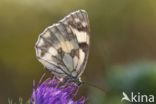 Dambordje (Melanargia galathea)