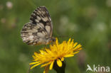 Dambordje (Melanargia galathea)