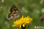 Dambordje (Melanargia galathea)