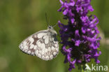 Dambordje (Melanargia galathea)