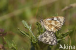 Dambordje (Melanargia galathea)