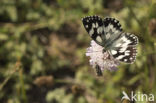 Dambordje (Melanargia galathea)