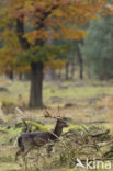 Fallow Deer (Dama dama)