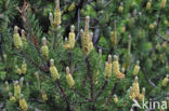 Den (Pinus rotundata)