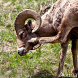 Dikhoornschaap (Ovis canadensis)