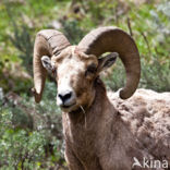 Dikhoornschaap (Ovis canadensis)